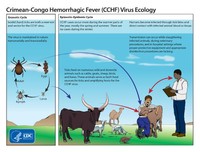 Febra hemoragică Crimeea Congo
