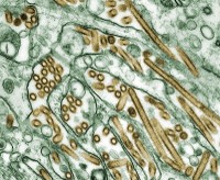 Gripa aviară A/H5 şi A/H5N1 la om