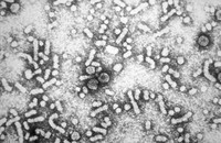 Hepatita acută virală tip B